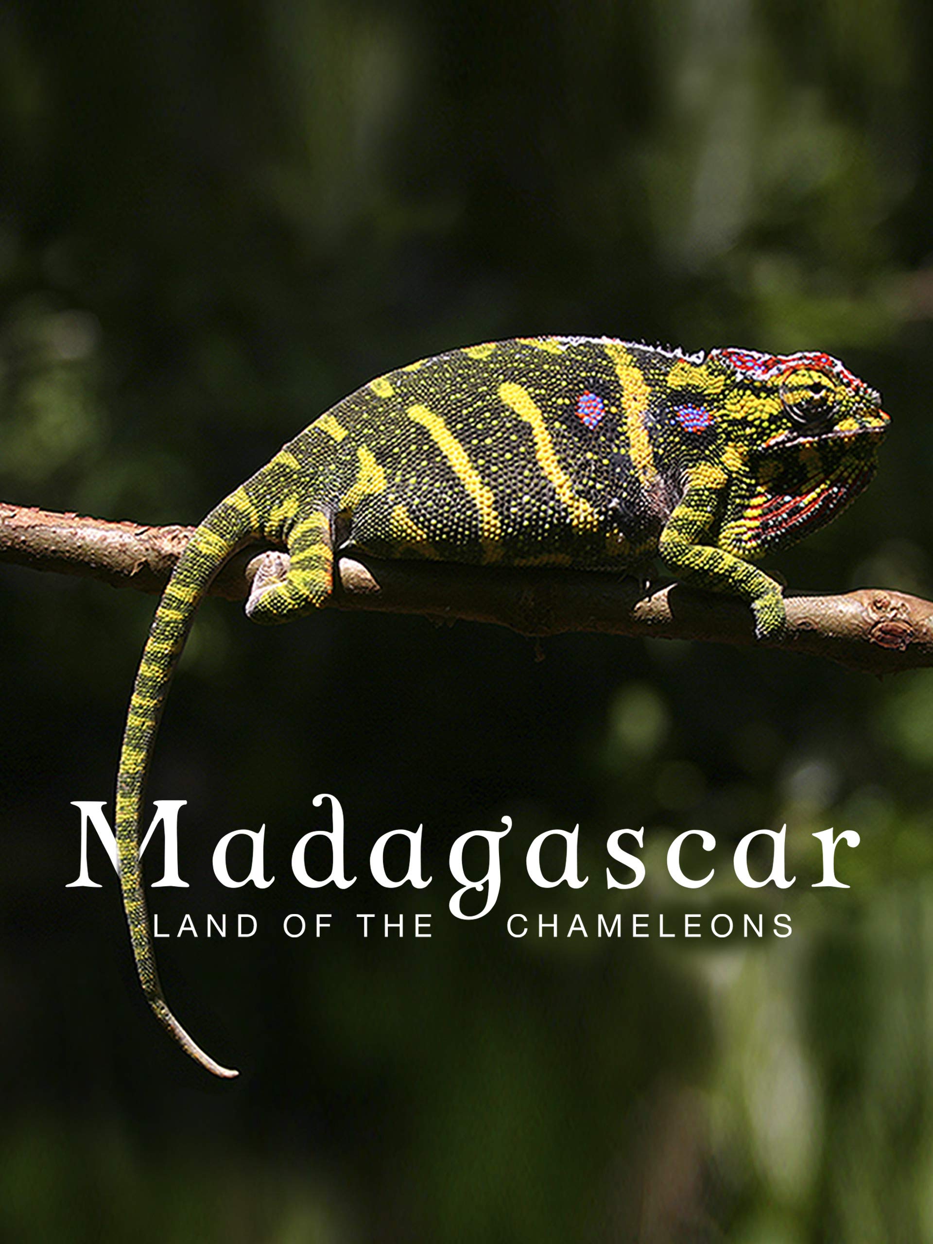 Madagascar - Land of the Chameleons