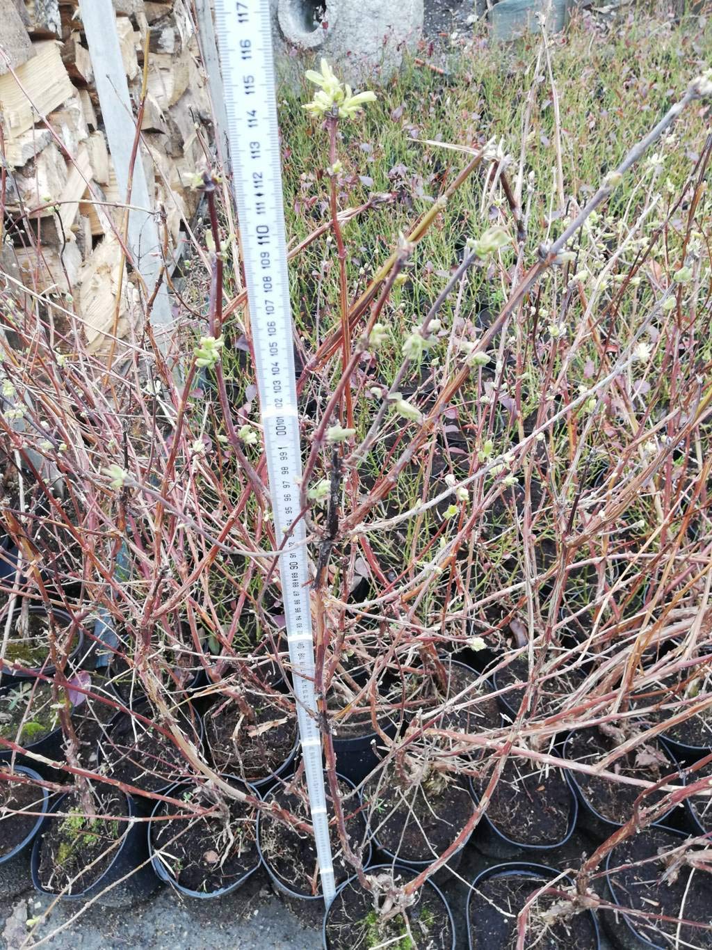 3 X MIRTILLO SIBERIANO LONICERA KAMTSCHATICA PIANTE DI 2 ANNI 30-40 CM