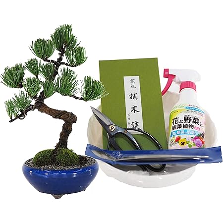 送料無料 22 盆栽 観葉植物 人気 祝盆栽 五葉松盆栽 信楽鉢入り 育てる楽しみ 縁起の良い盆栽 セールsale