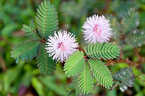 Miniatura 3 de 100 semillas de plantas sensibles para plantar, semillas de flores exóticas, Mimosa Pudica, planta en movimiento, planta tímida, planta vergonzosa,