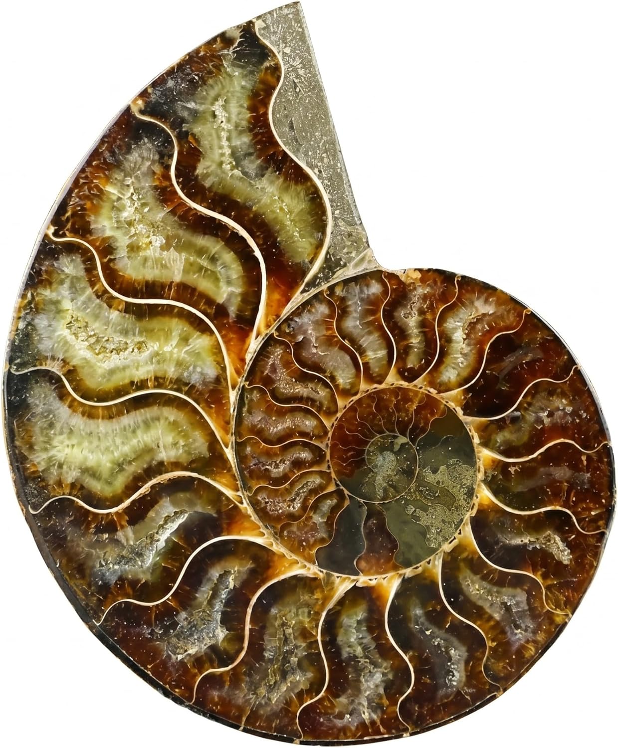 0.22-0.44 LB Polished Ammonite Fossil Slab - Real Fossils with Crystal Decoration, Natural Healing Stone for Home & Office, Unique Educational Specimen 1 PC