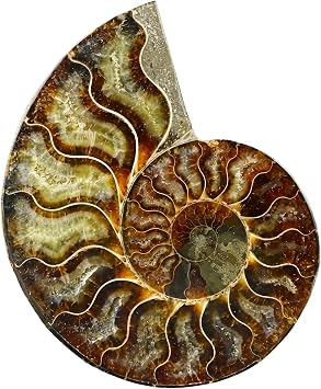0.22-0.44 LB Polished Ammonite Fossil Slab - Real Fossils with Crystal Decoration, Natural Healing Stone for Home & Office, Unique Educational Specimen 1 PC