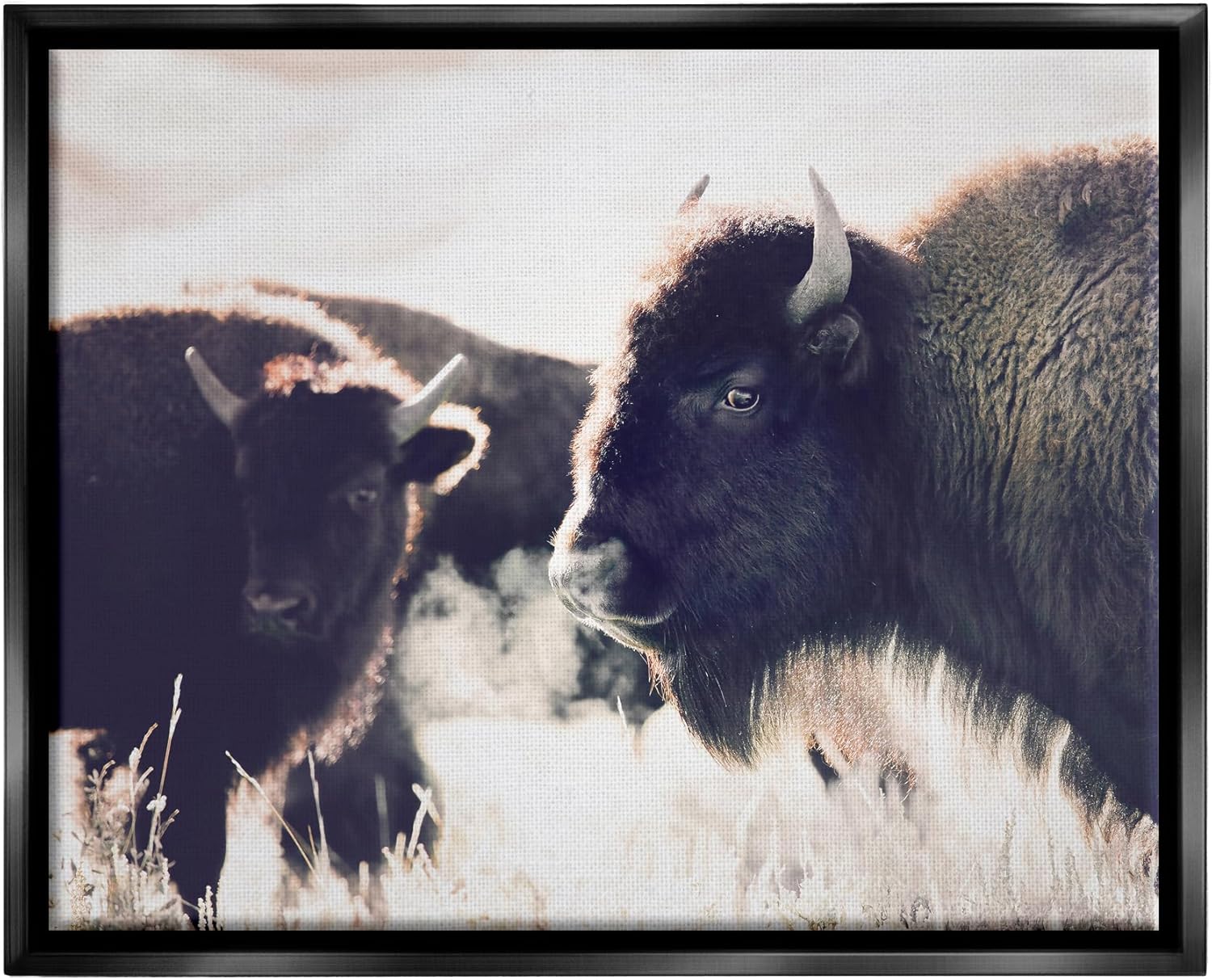 Stupell Industries Bison Gazing in Nature Black Framed Floater Canvas Wall Art Design by Sisi and Seb