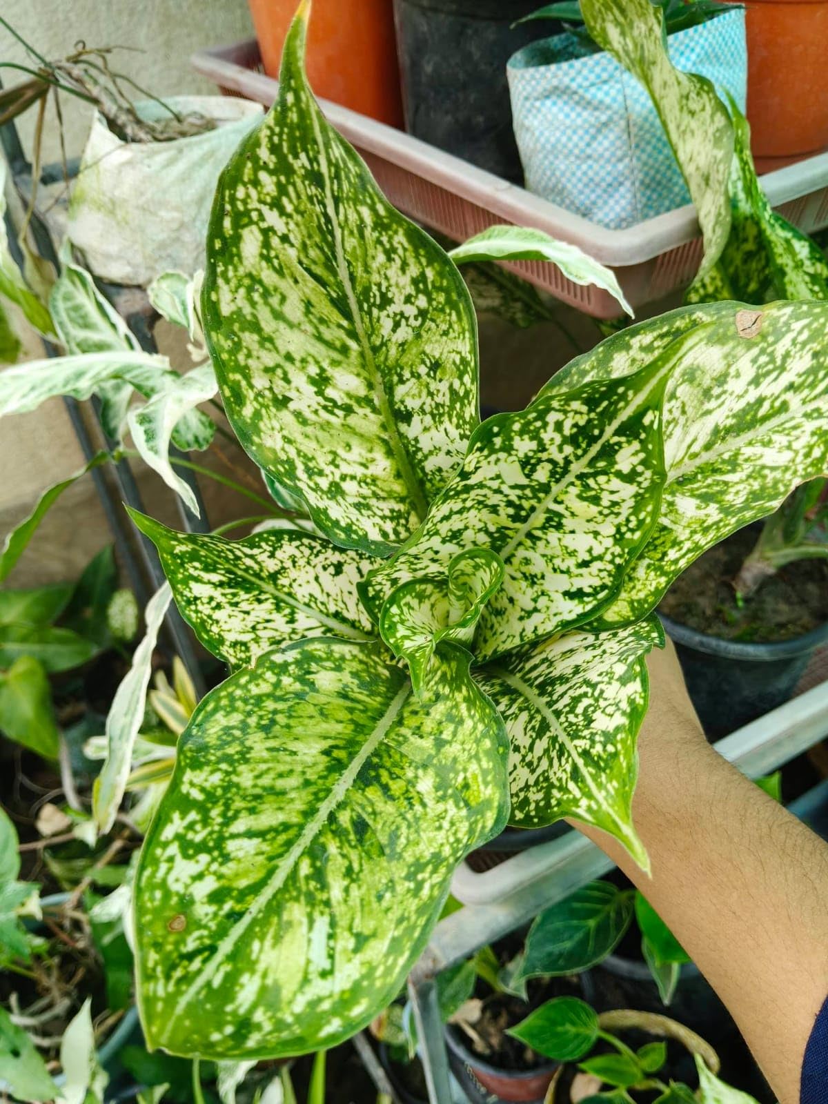 Aglaonema Natural Live Indoor Plant, Original and Authentic (Small, Plastic, Snow white)-image-14