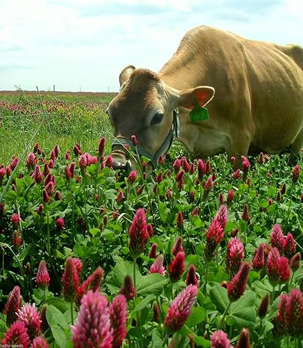 Miniatura 4 de Eretz - Semilla de trébol carmesí (10 libras) Elige el tamaño. Semilla premium de Willamette Valley, cultivada en Oregon, sin recubrimiento, sin