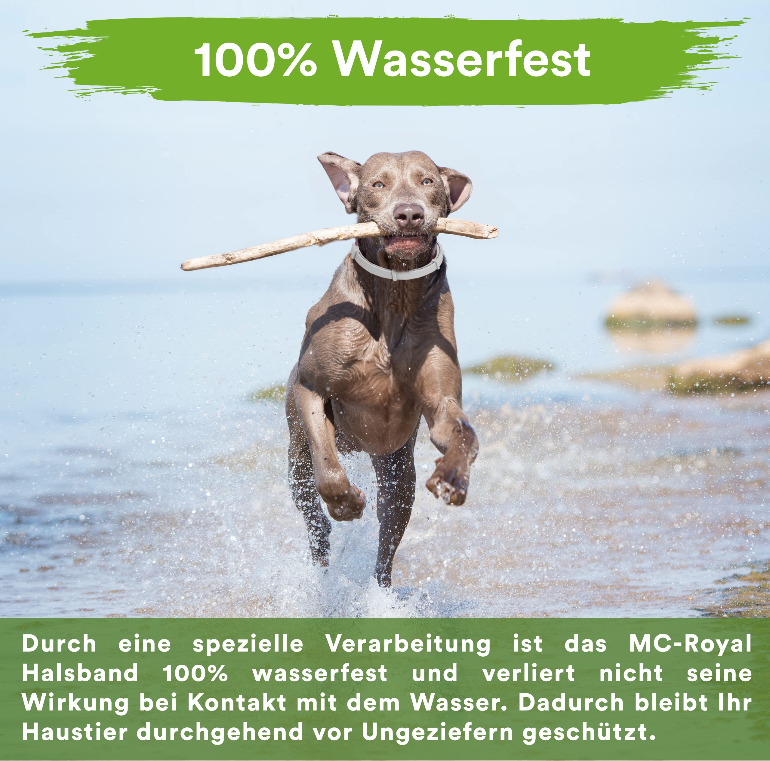 MC-Royal® Premium Zeckenhalsband für Hunde - Effektiver Schutz vor Ungeziefern - wasserdicht und verstellbar - bis zu 8 Monate Zeckenschutz mit 100% natürlichen Inhaltsstoffen