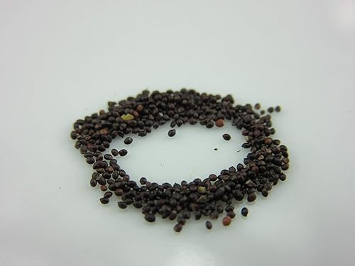 UPC0764425786825 - Semillas de menta, hierba (Mentha x piperita) de Robsrareandgiantseeds UPC0764425786825 Sin OMG, orgánico, cultivador de EE. UU.,