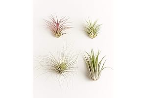 Assorted Air Plants for Home Décor and Terrariums (4-Pack)
