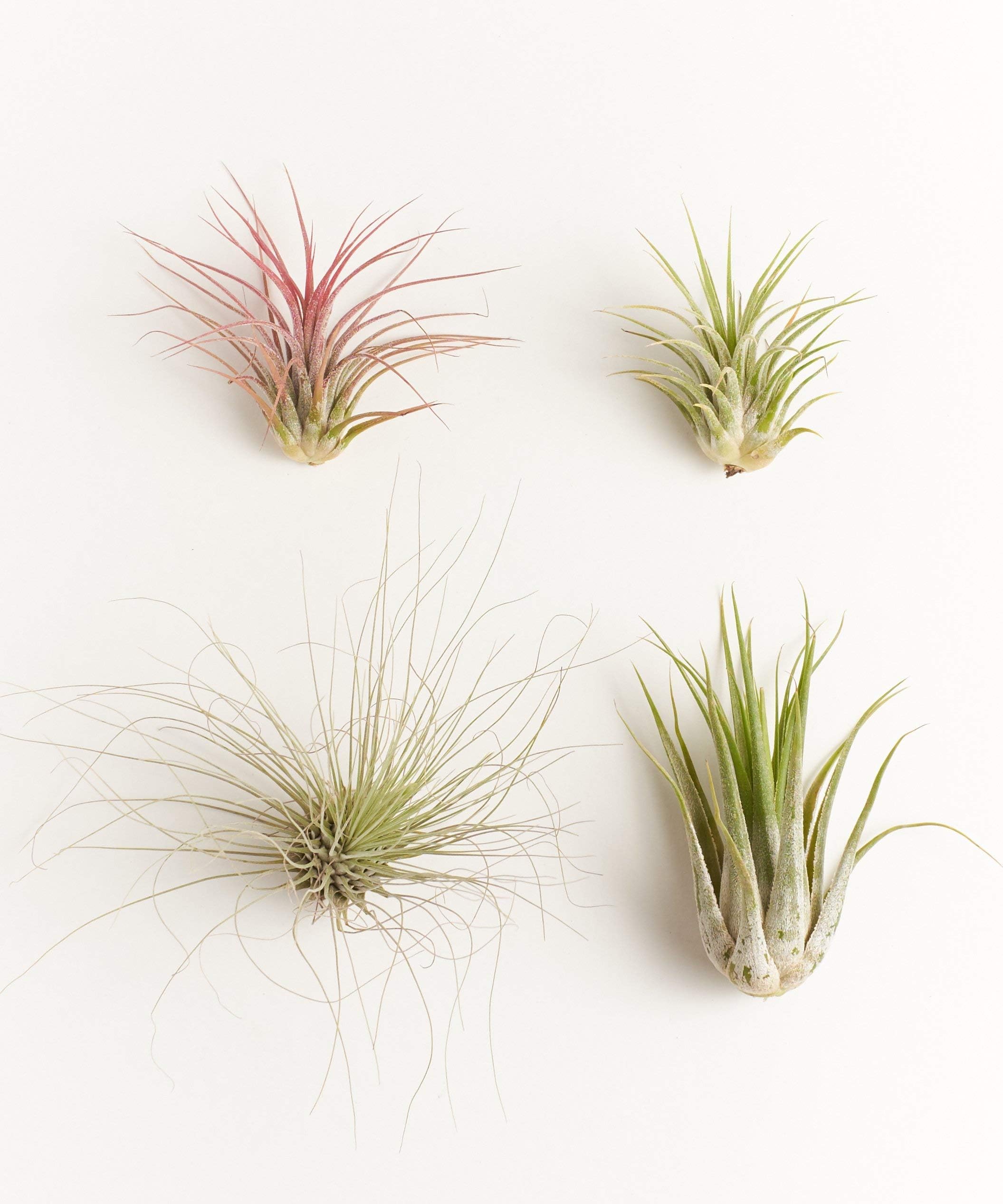 Shop Succulents | Assorted Collection | Variety of Species, Tropical House Plant for Home Décor, DIY Terrariums, 4-Pack