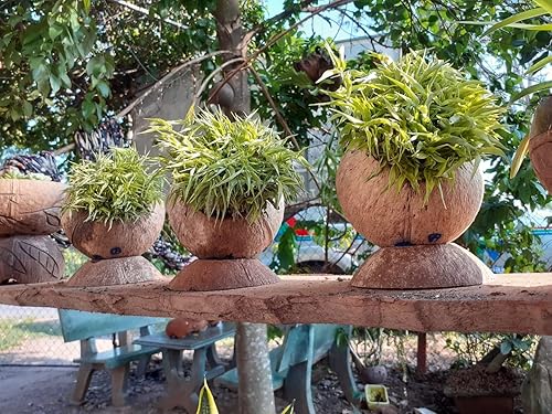 Miniatura 3 de Rainforest Bowls Juego de 2 macetas de coco con pedestal con orificio de drenaje, perfectas para suculentas, flores, plantas pequeñas, jardines