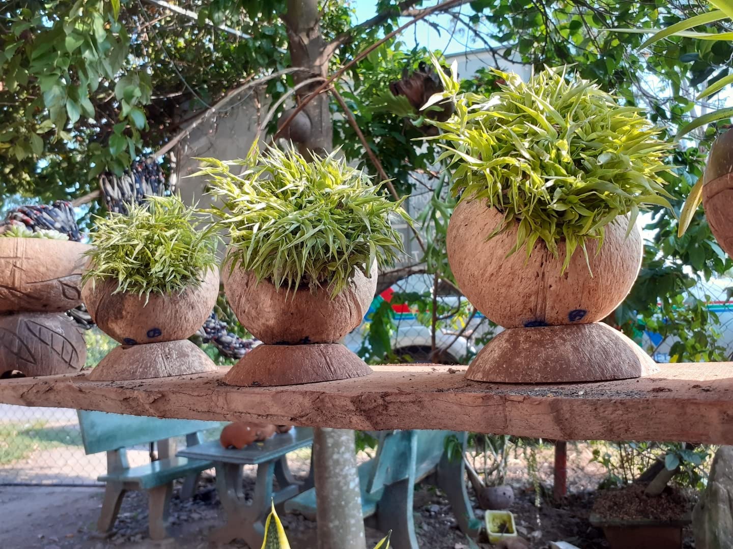 Rainforest Bowls Dragon Scales Kokos-Übertopf (2er Pack) – Handgeschnitzt Aus Upgecycelten Kokosnussschalen, Wasserdicht & Nachhaltig