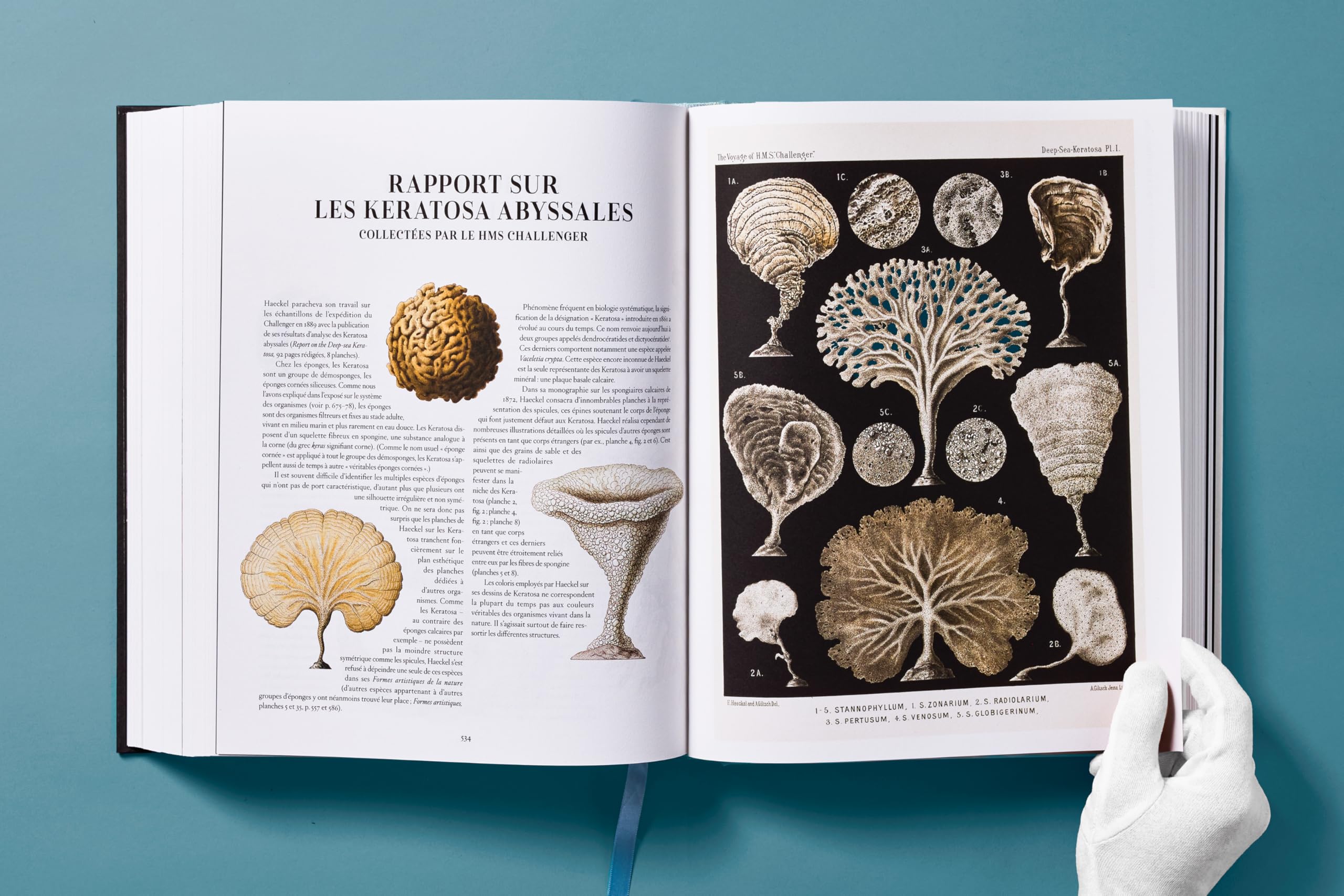 The Art and Science of Ernst Haeckel