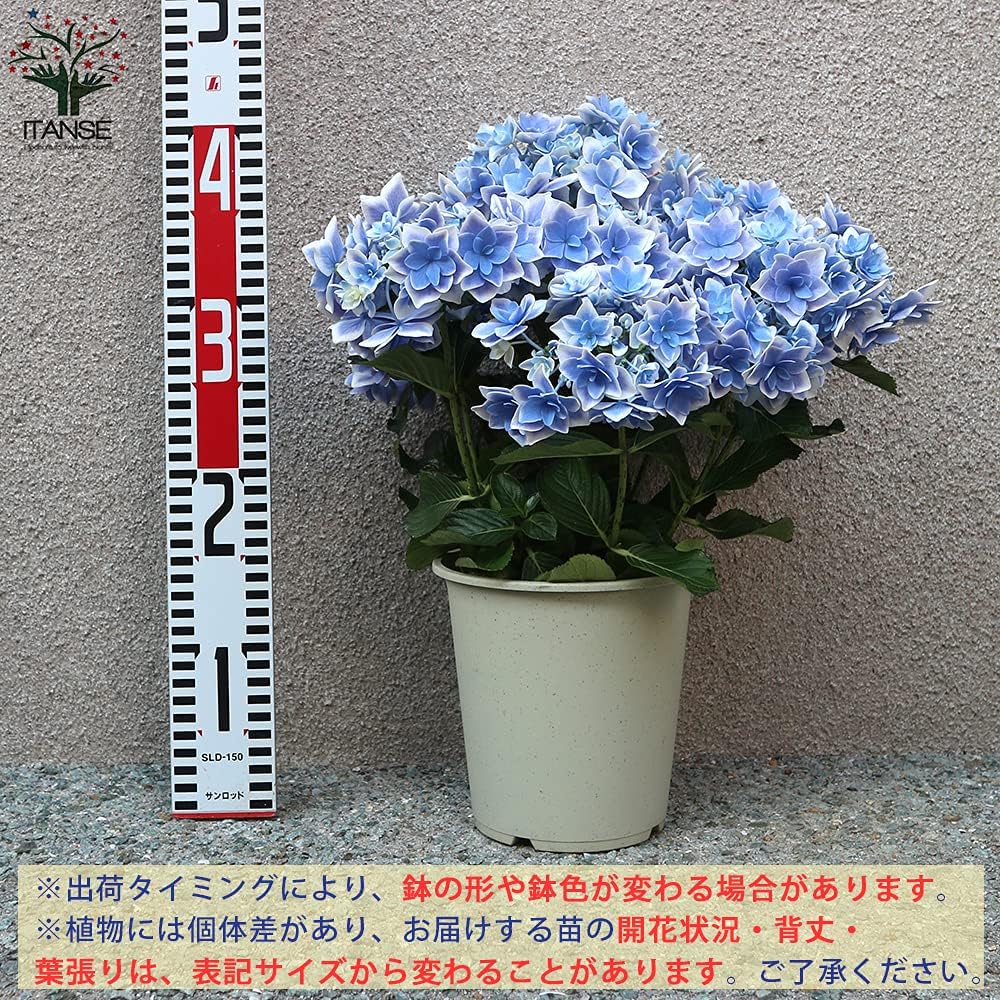 市場 ポイント5倍 メーカー直送 代金引換不可 同梱不可 金平糖 D 26 あじさい 1kg 6袋 北海道