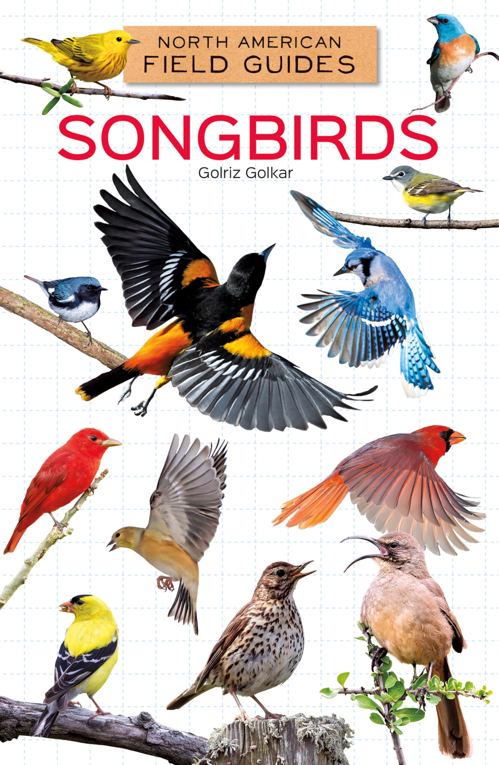 Songbirds (North American Field Guides Set 1)