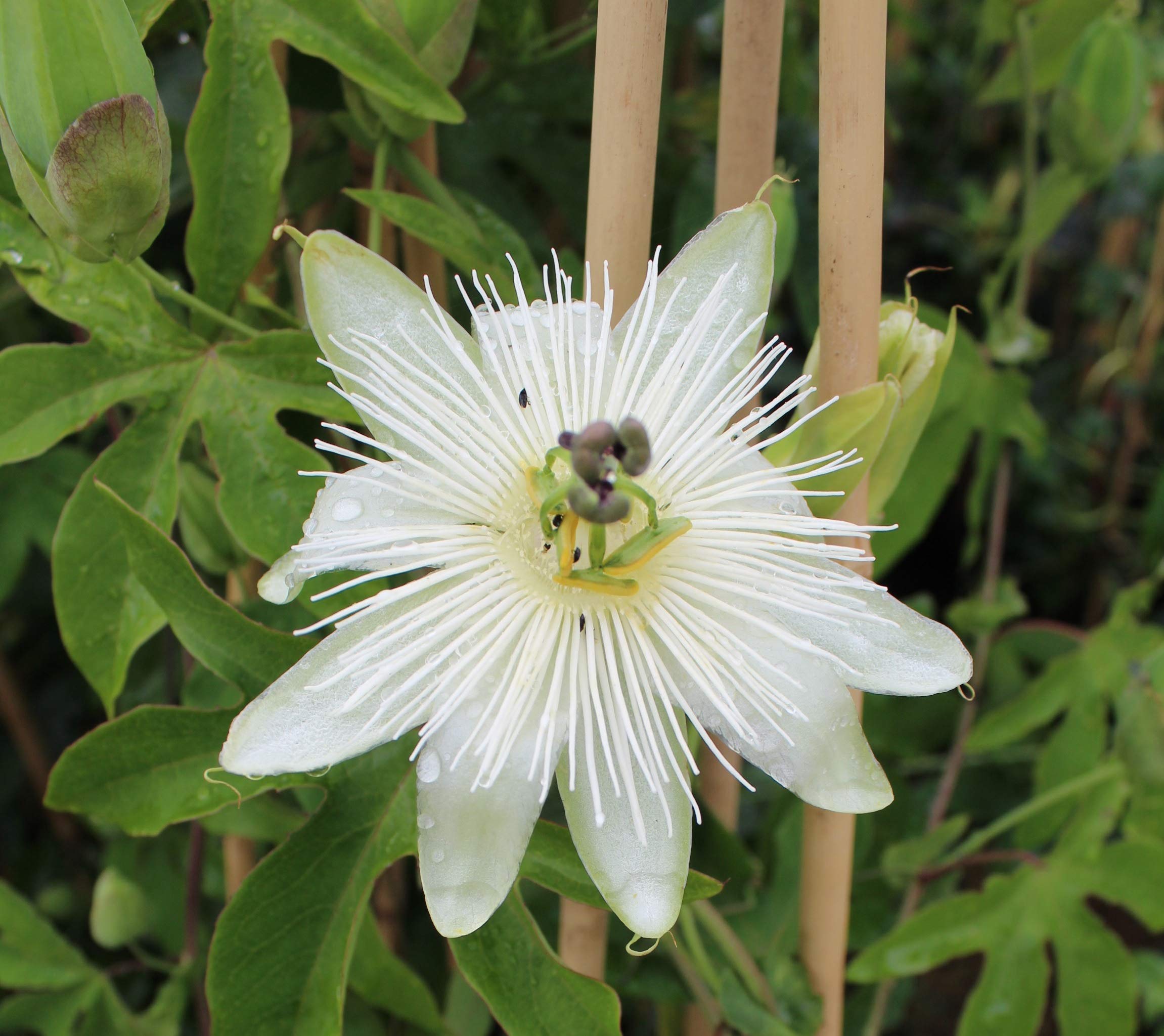 Passiflora Snow Queen. 3 litre (21cm) Pot. Beautiful White Passion Flower