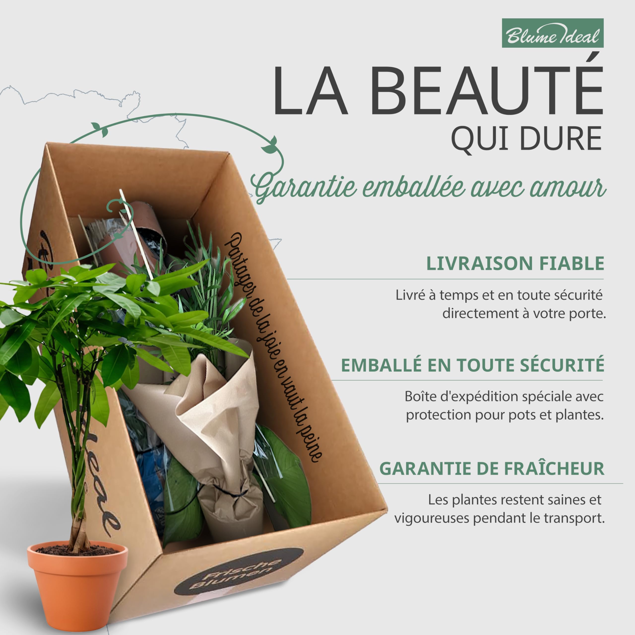 Lot de 4 plantes surprises | +/- 40-70cm | Pot de ø 12-15cm | Plantes pour la maison et le bureau, qualité du professionnel, livraison rapide, végétalisation intérieure