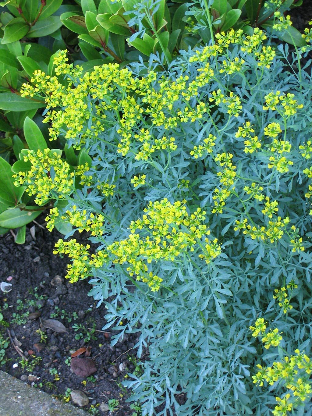 Creative Farmer Live Plant Rare Common Rue (Ruta Graveolens) Arutha Herb-Of-Grace/Satap Herbal Ornamental (1 Healthy Live Snake Repellent Plant) (PLANT-83-ARUTHA408ll@) (B08Q8P1531) Amazon Price History, Amazon Price Tracker
