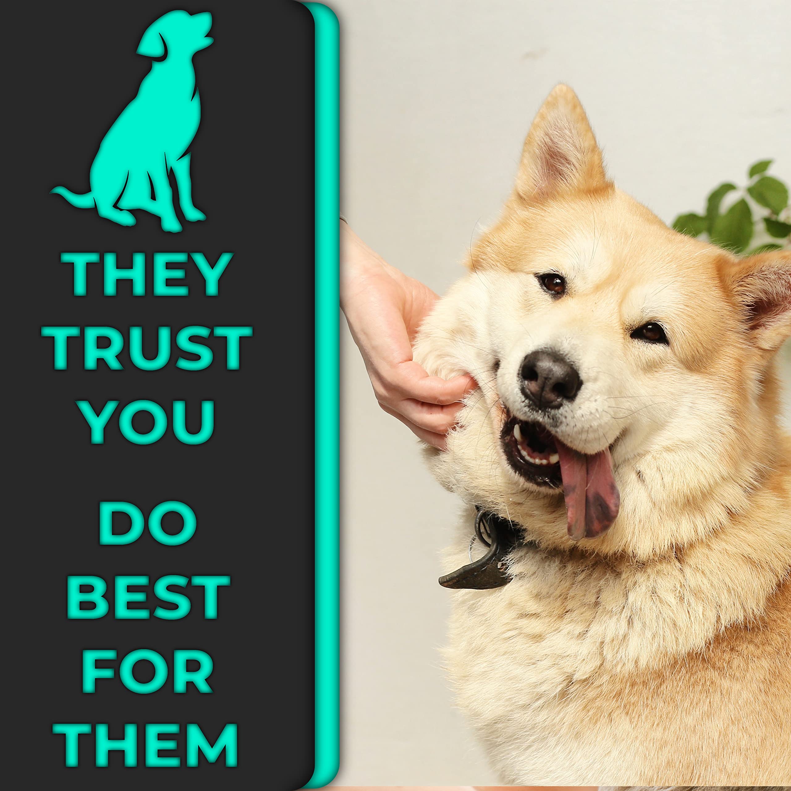 H&H Pets Cepillo de dientes para perros con diseño de doble cabeza para perros pequeños y grandes, paquete de 4 u 8 unidades