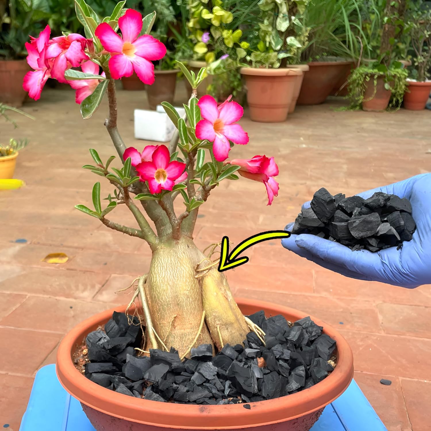 Go Garden Go Horticultural Charcoal for Potting Orchid/Succulent/Adenium/Terrarium Potting, Ornamental Plants Potting Other Gardening Purposes Natural Filter 450 G