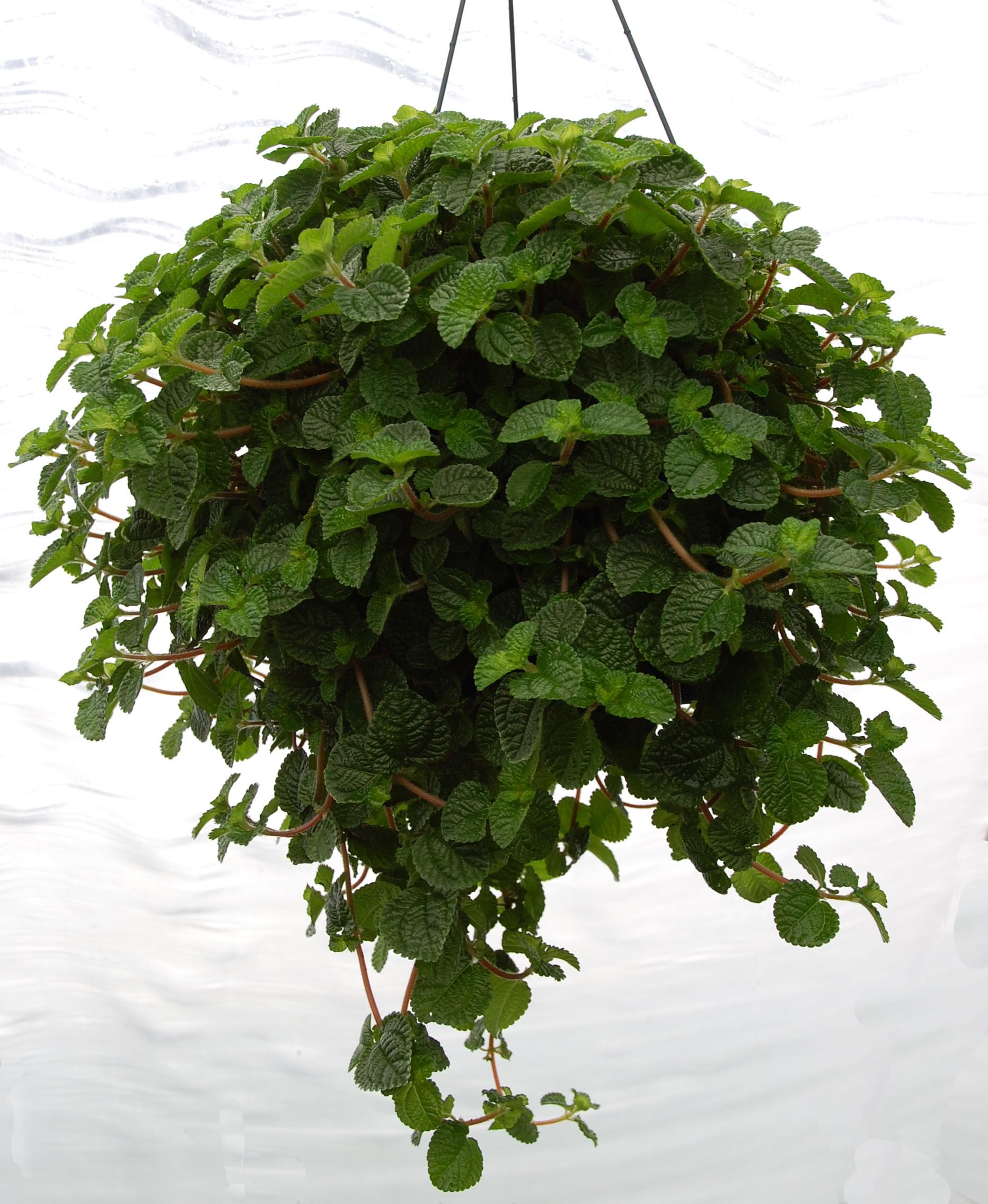brazil philodendron plant Brasil Philodendron – rePotme main image 1
