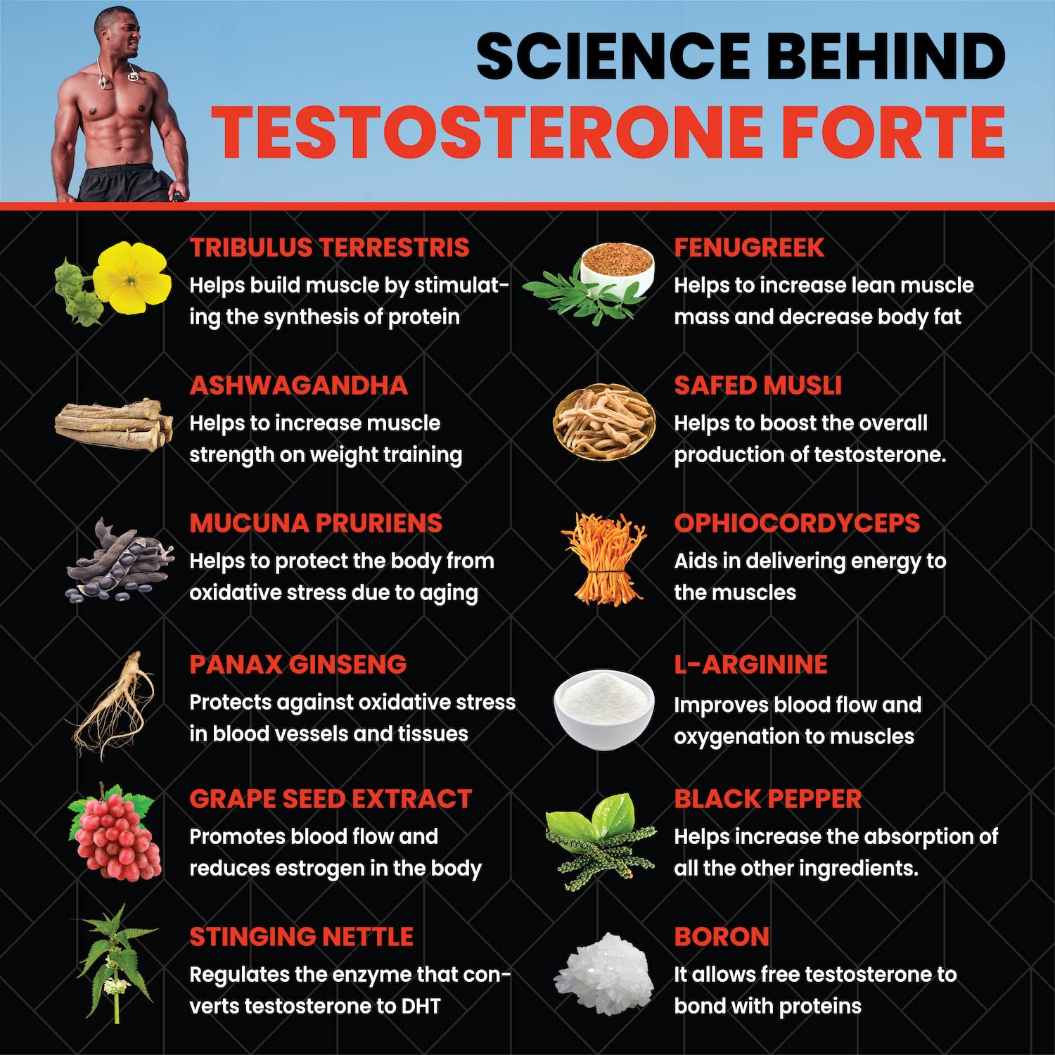 Healeo Testo Forte, 12-in-1 Testosterone Booster for Men with Tribulus, Safed Musli, Panax Ginseng, L-Arginine - Enhances Stamina, Muscle Strength & Power - Lab Tested - 60 Veg Tablets 2