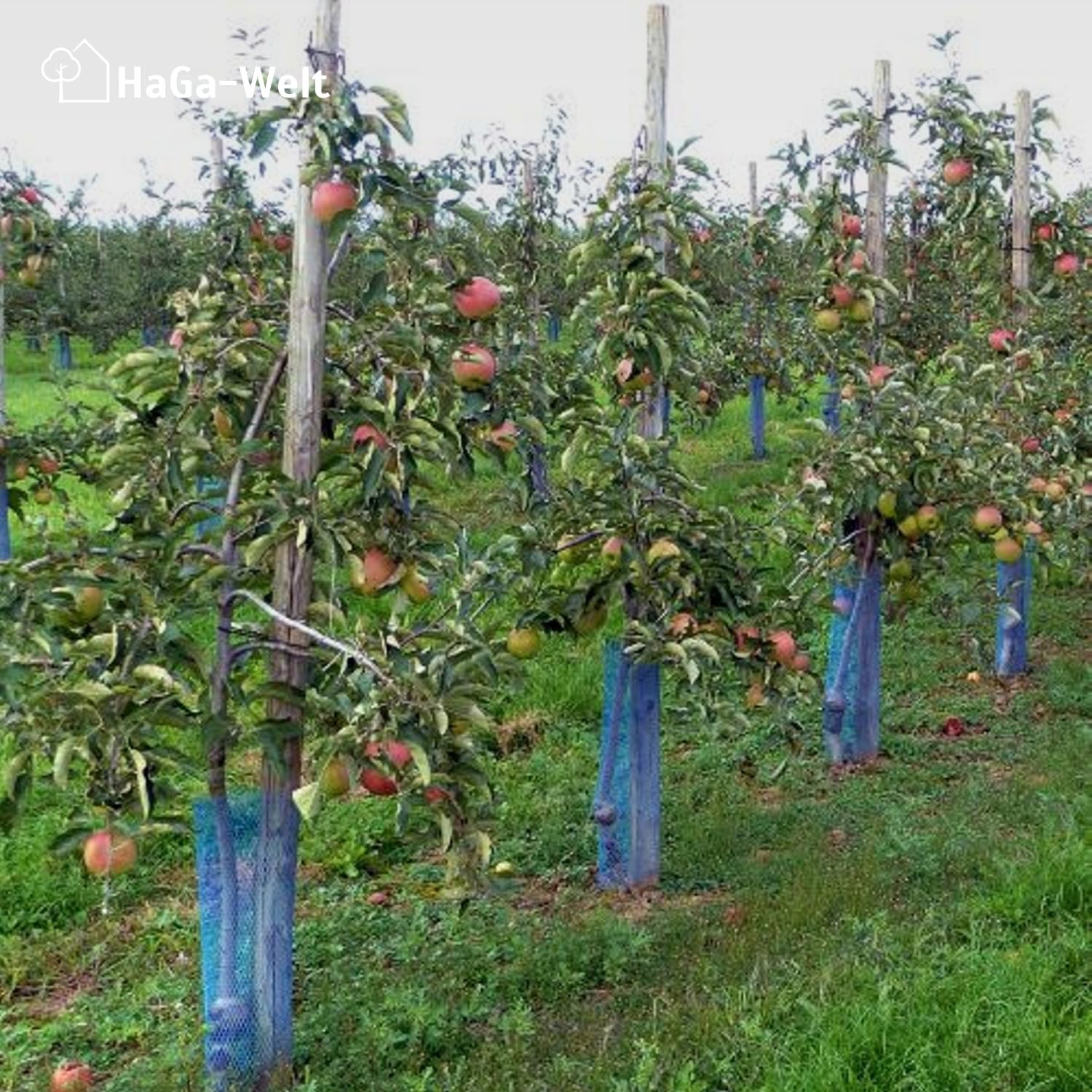 HaGa Baumschutzhülle mit 21g/m² | 50m Länge | Maschenweite 3mm | Ø 150mm – Widerstandsfähiges Baumschutzgitter – Verbissschutz für Baumstamm – zuverlässiger Baumschutz