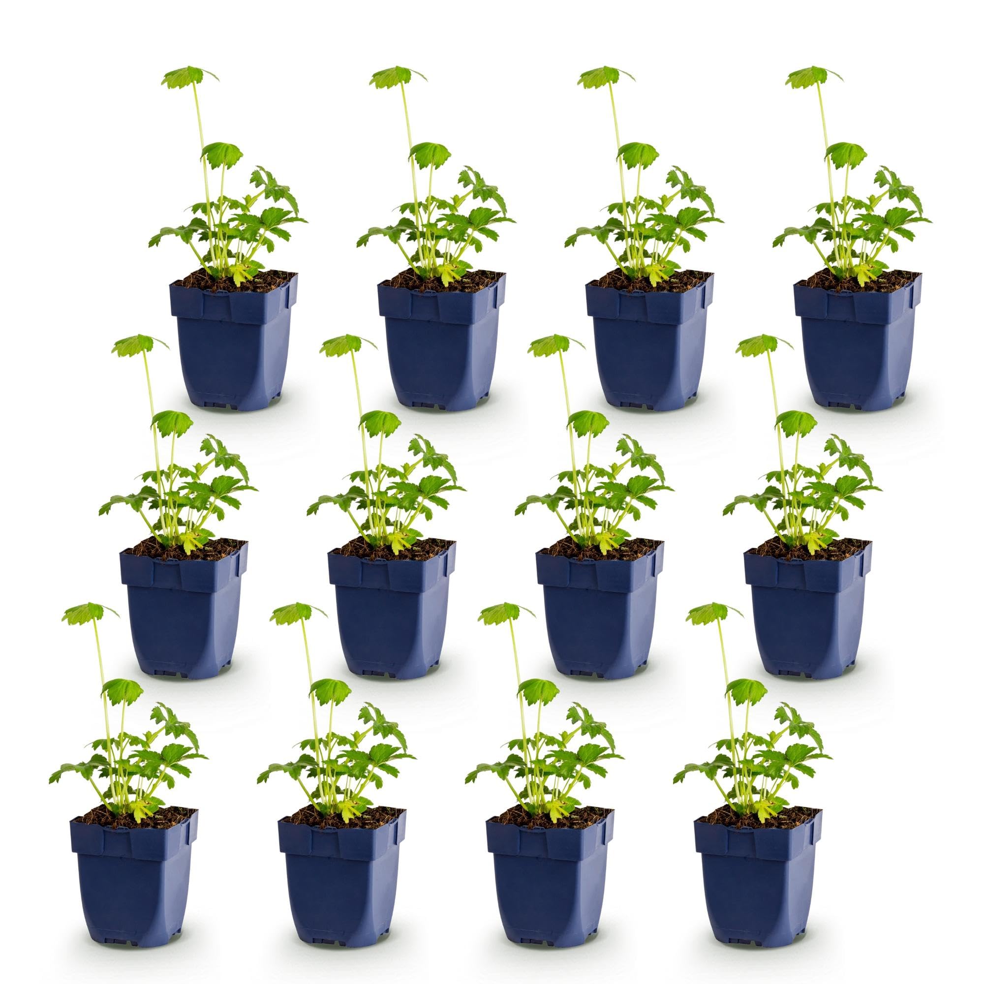 Green boutiQ - Staudenpflanze - Astrantia major - Sterneblume - Schatten - Weiß-Rosa - 12 Pflanzen - Topf 11cm - Höhe 15-25cm