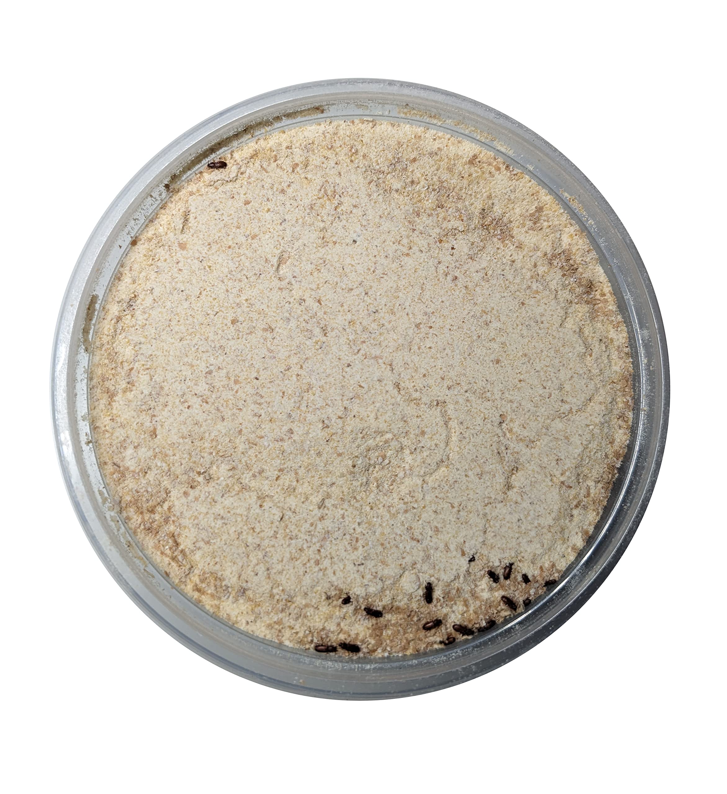 Josh's Frogs Rice Flour Beetle Culture (16 oz)