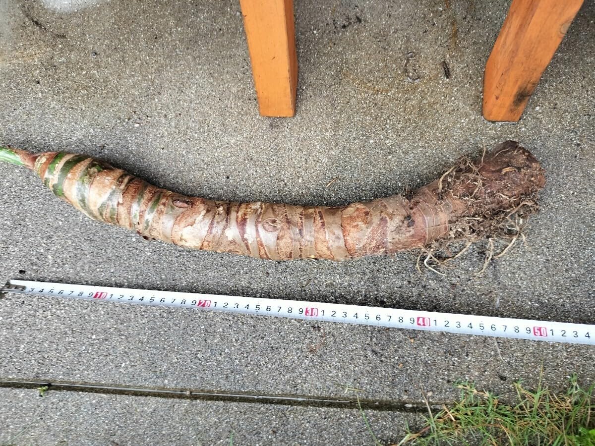 Amazon.co.jp: 大株 クワズイモ 芋部分約50cm 抜き苗80センチ : DIY