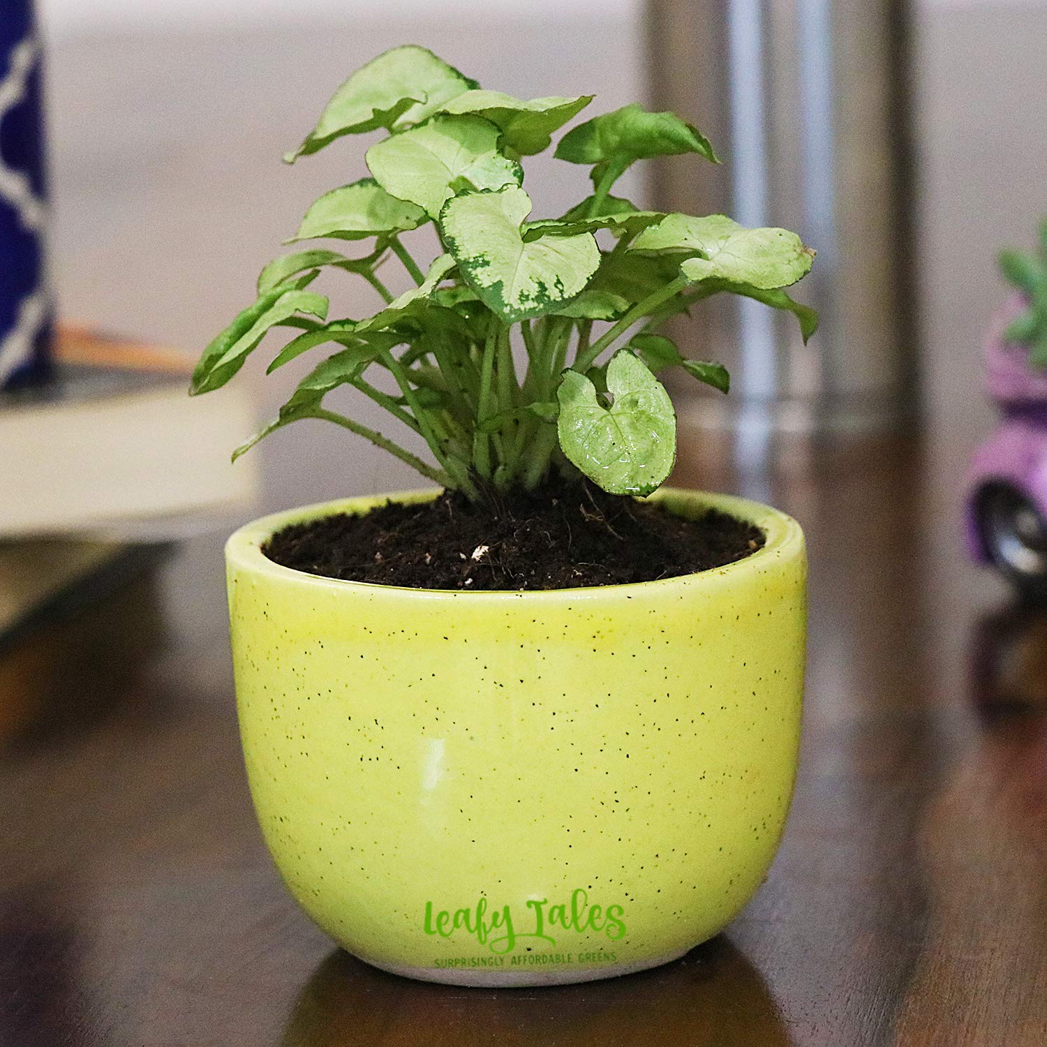 Leafy Tales Dwarf Syngonium Live Plant in Black Plastic Pot, Feng Shui Plant (B094YD5JRW) Amazon Price History, Amazon Price Tracker