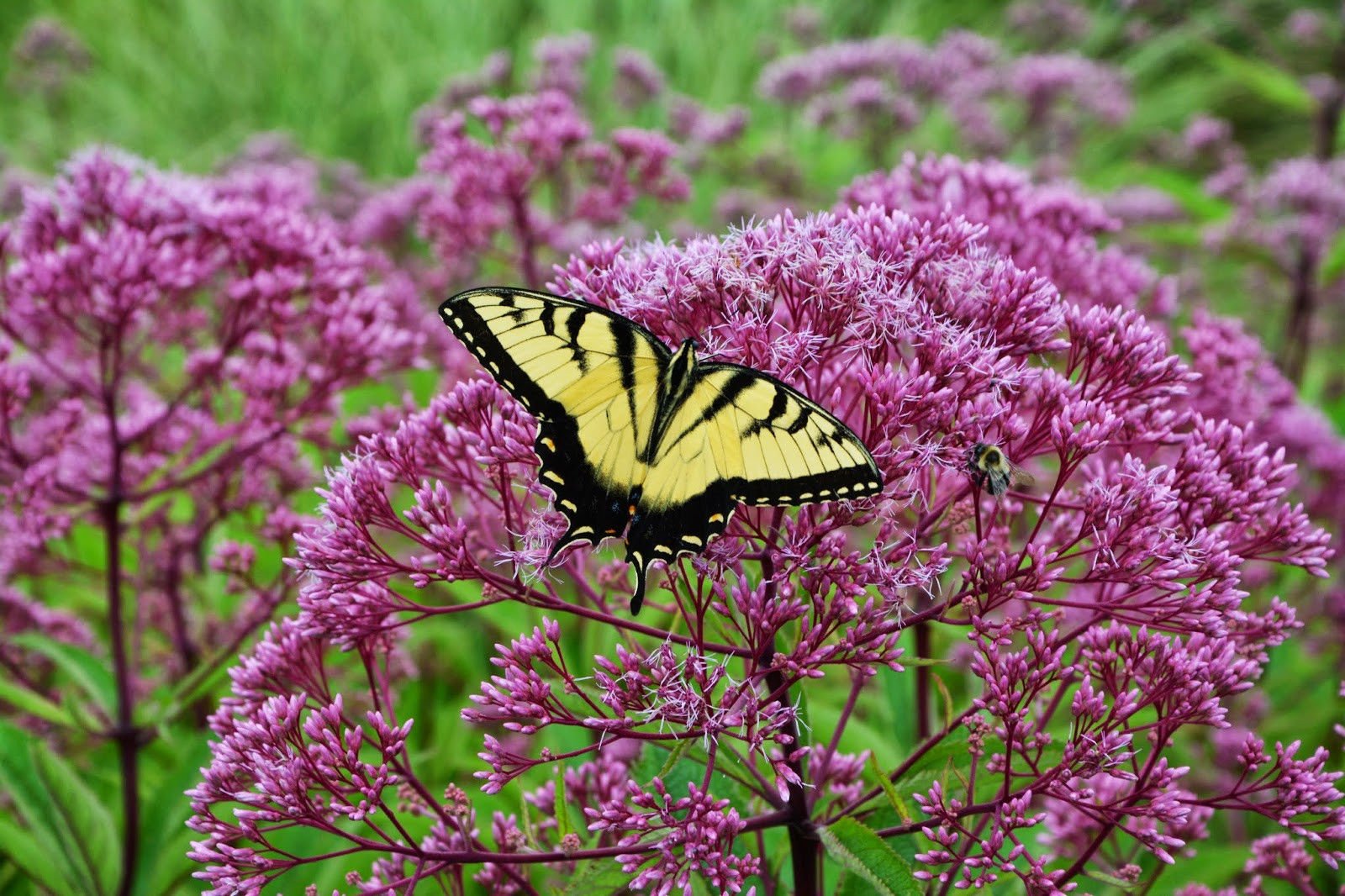 grocoseeds Spotted Joe Pye Weed Seeds