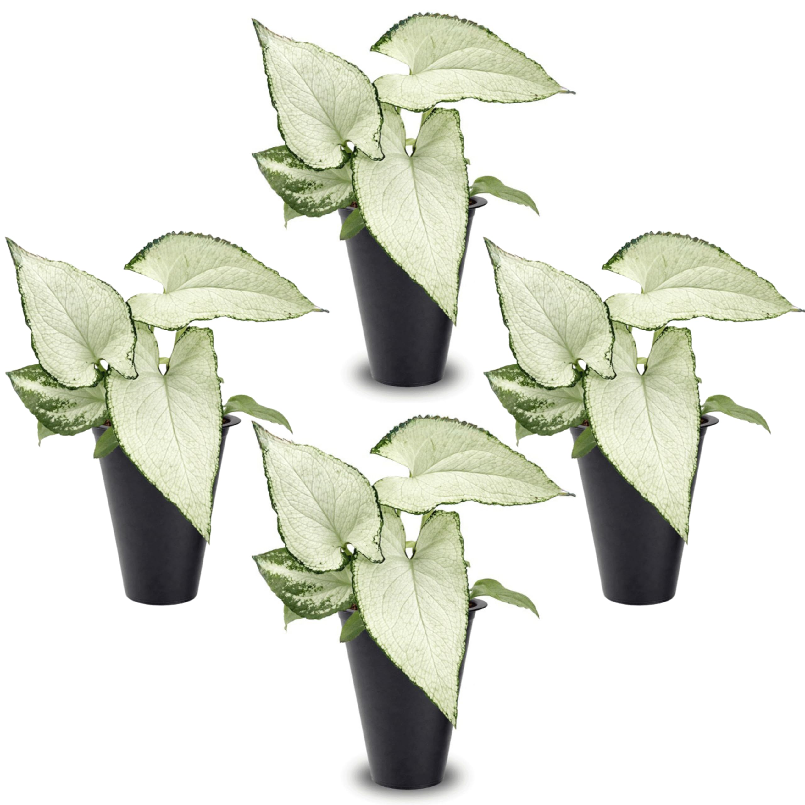 Fam Plants Syngonium Holly M 4 Pack