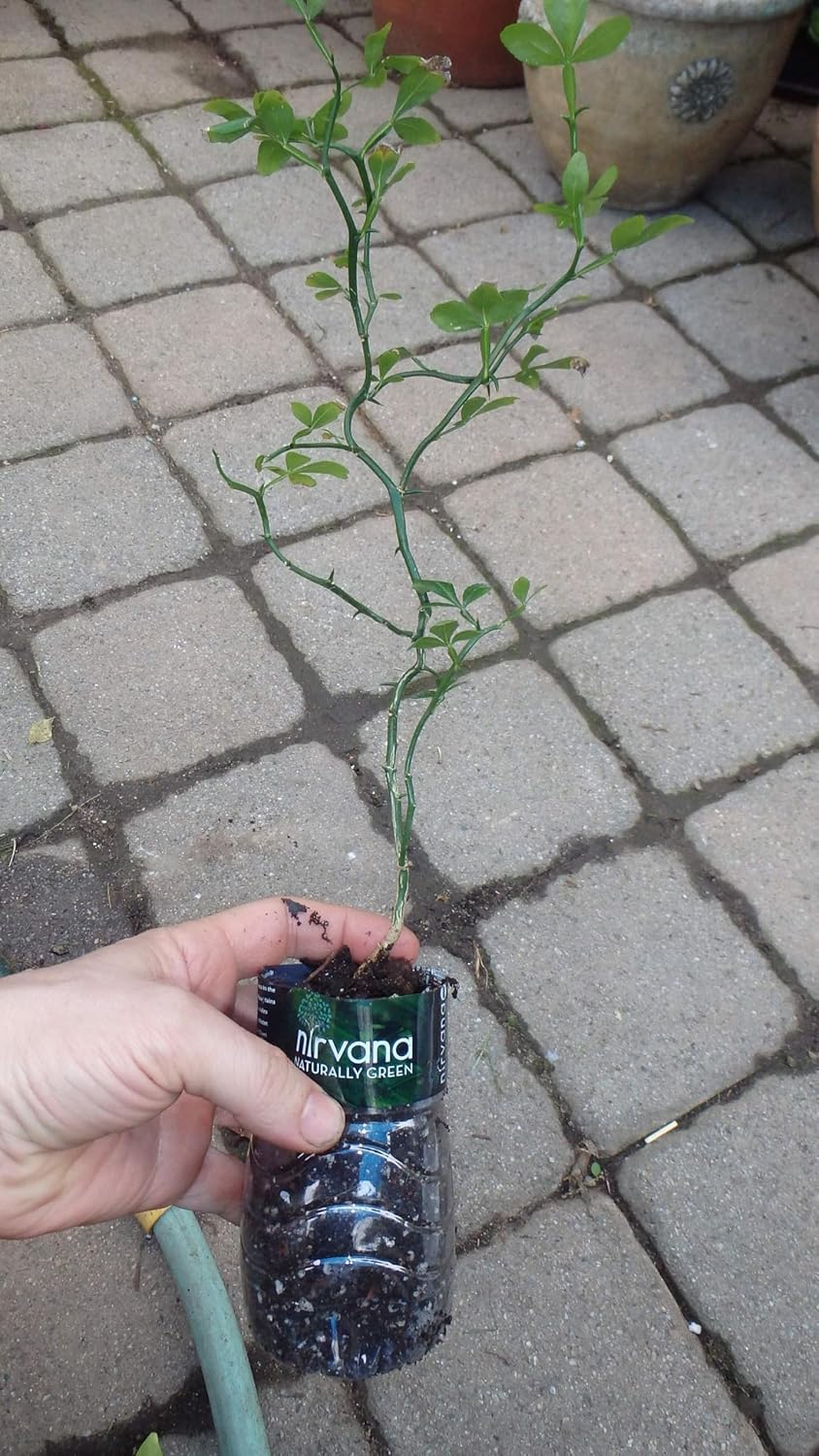 10-15" Tall Flying Dragon Plant 2 Years Old Trifoliate Orange (Poncirus trifoliata) bareroot