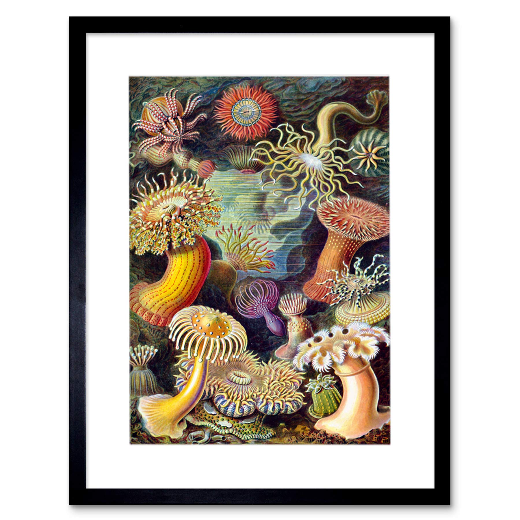 Wee Blue Coo Haeckel Anemone Sea Life Artwork Framed Wall Art Print 12X16 Inch