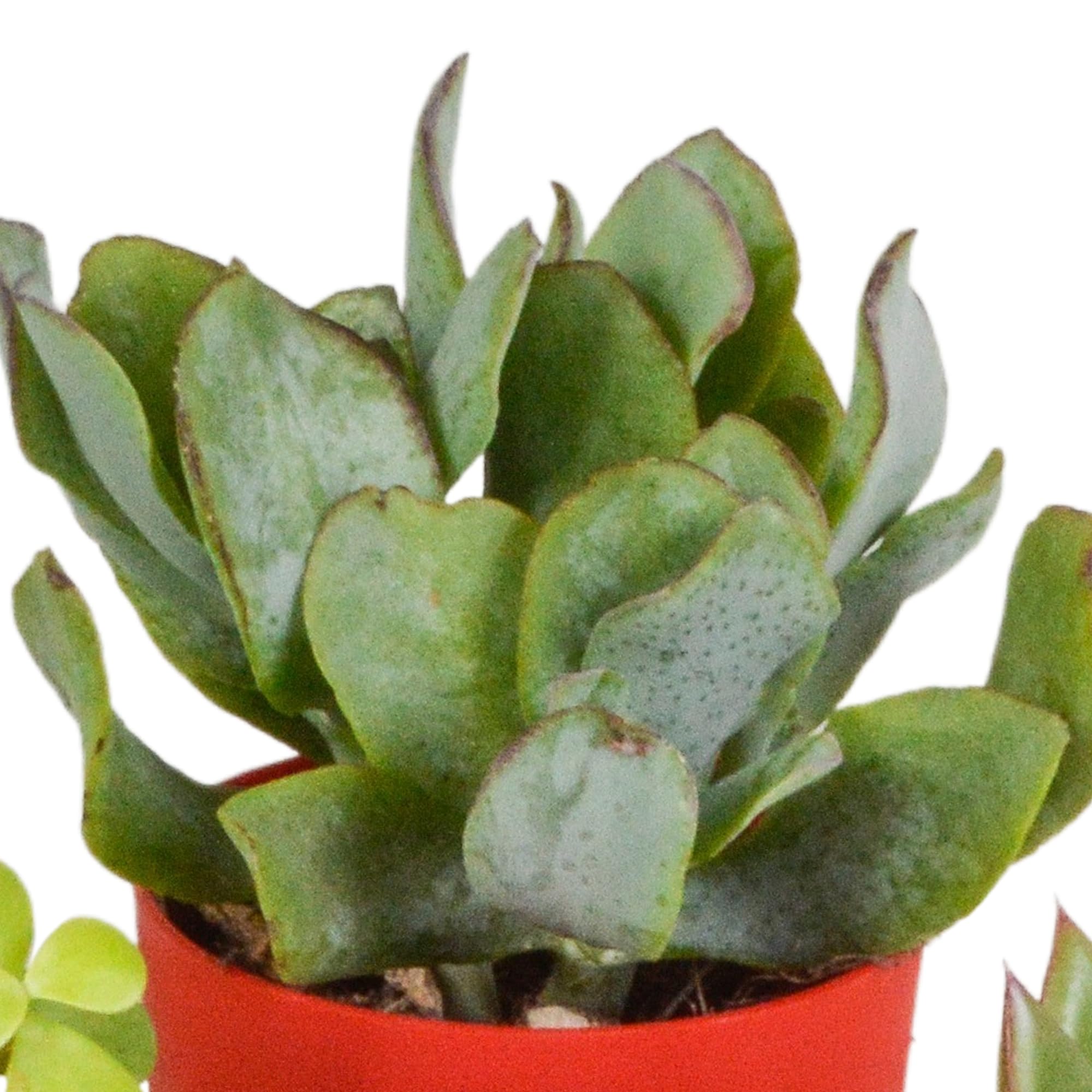 Mix Piante Grasse, Vaso in Plastica, da Interno, Set da 5, 5.5 cm