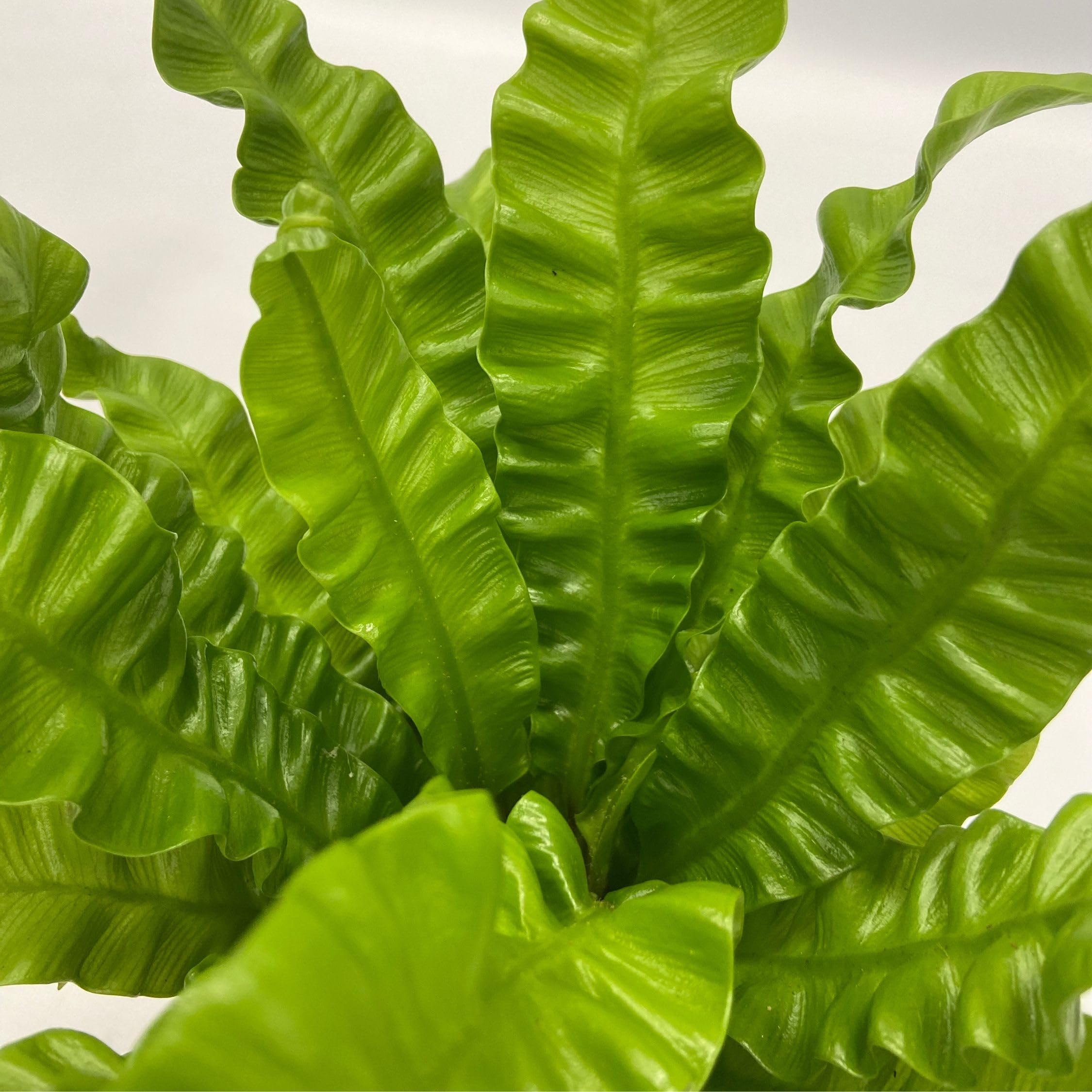 Plant in a Box - Plantas de interior purificadoras de aire - Mezcla de 5 - Altura 25-40cm - Maceta 12cm - Plantas naturales decorativas para hogar y oficina