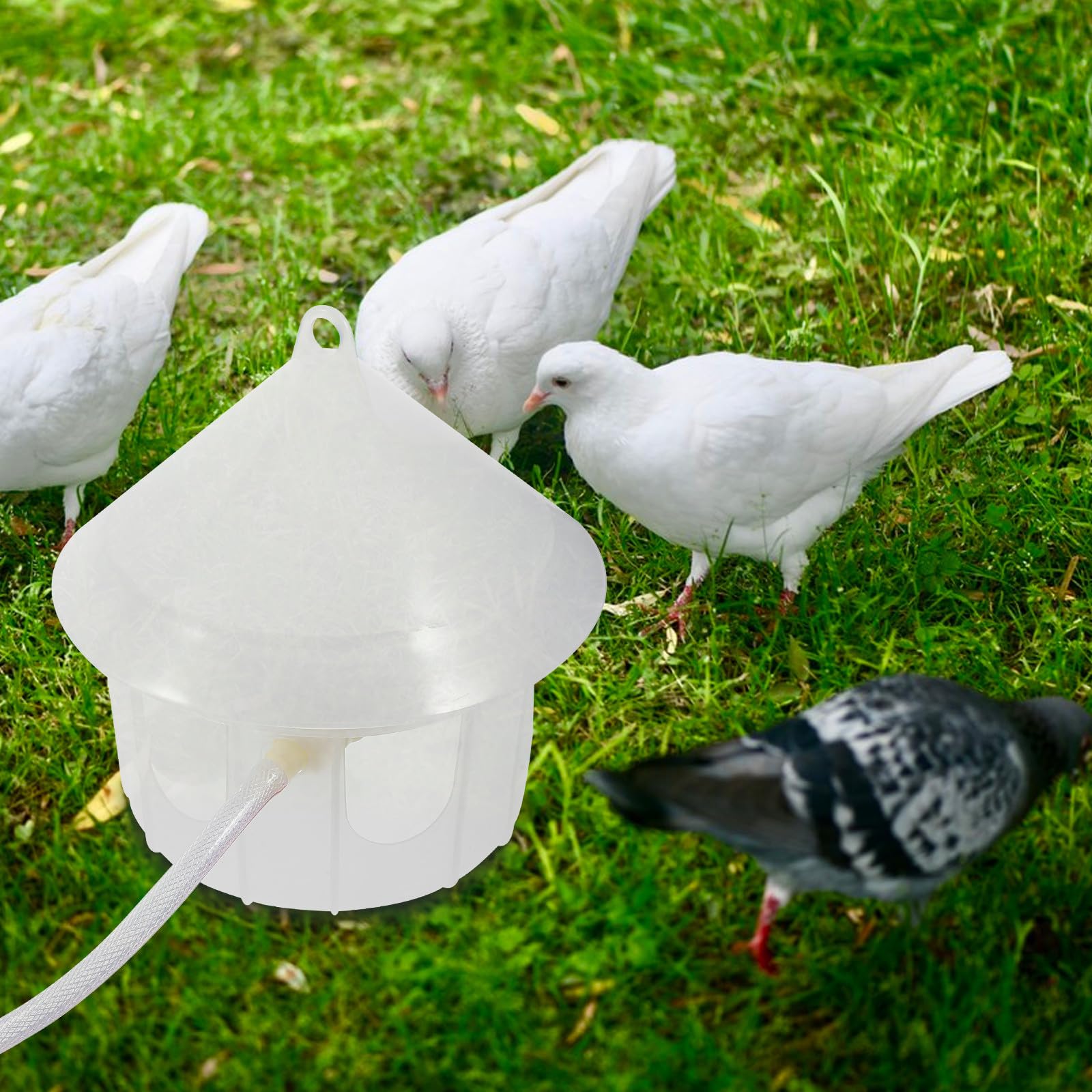 Abreuvoir Automatique pour Pigeons en Plastique, Grand Volume | Distributeur Eau Oiseaux et Quail, Fixation Intérieure ou Extérieure des Cages, sans Alimentation Électrique