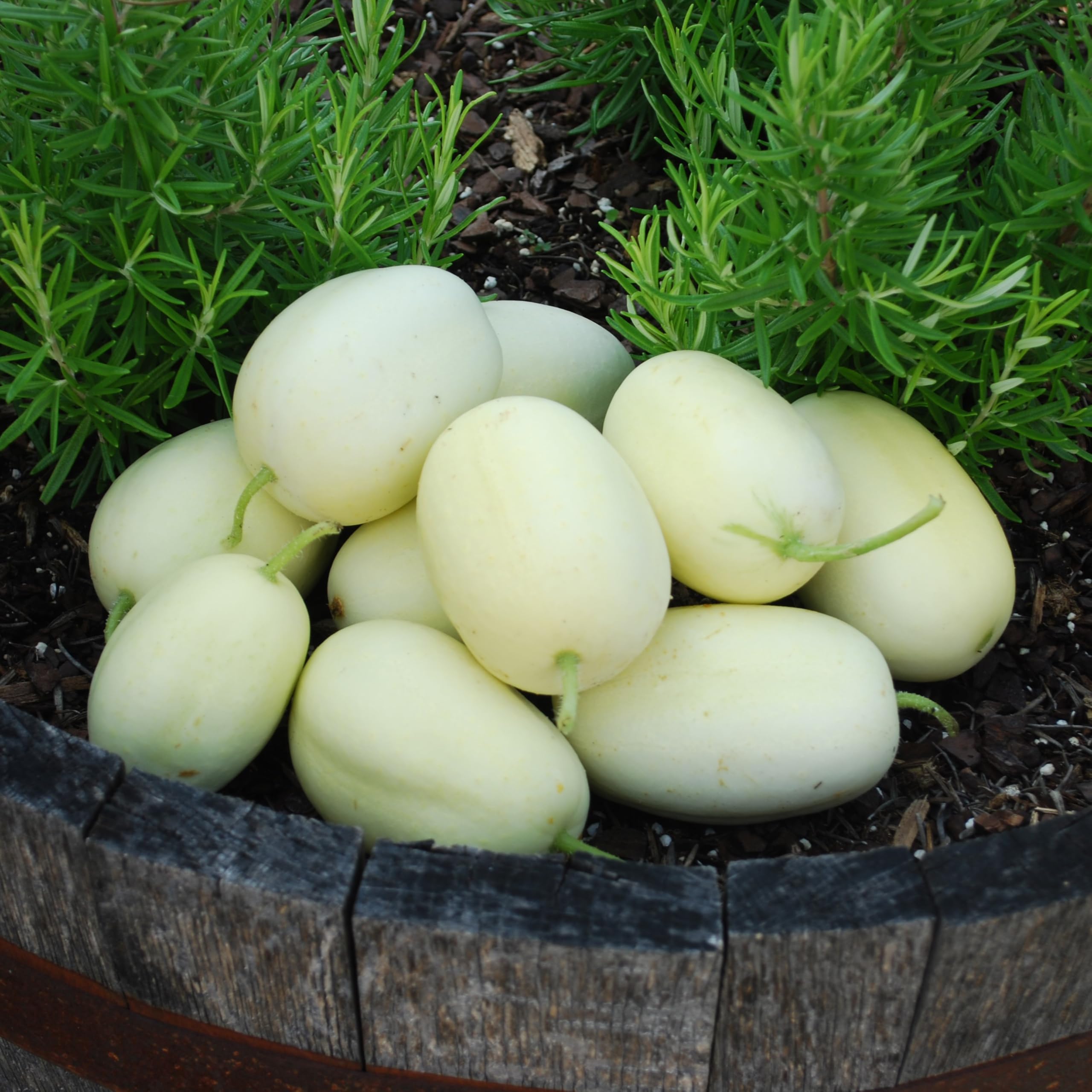 PREMIER SEEDS DIRECT - Cucumber Seeds - Dragon Egg (250 Seeds)