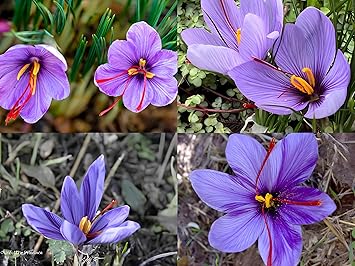 40+ Seeds- Purple Saffron Flower Seeds For Planting- Grow Year Round. - image, photos