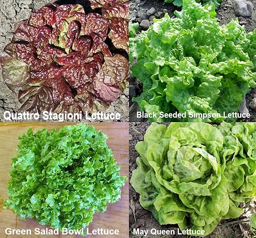 Miniatura 3 de 300+ cultivadas orgánicamente Lechuga Mix 20variedades Heirloom no OMG raro para ensalada