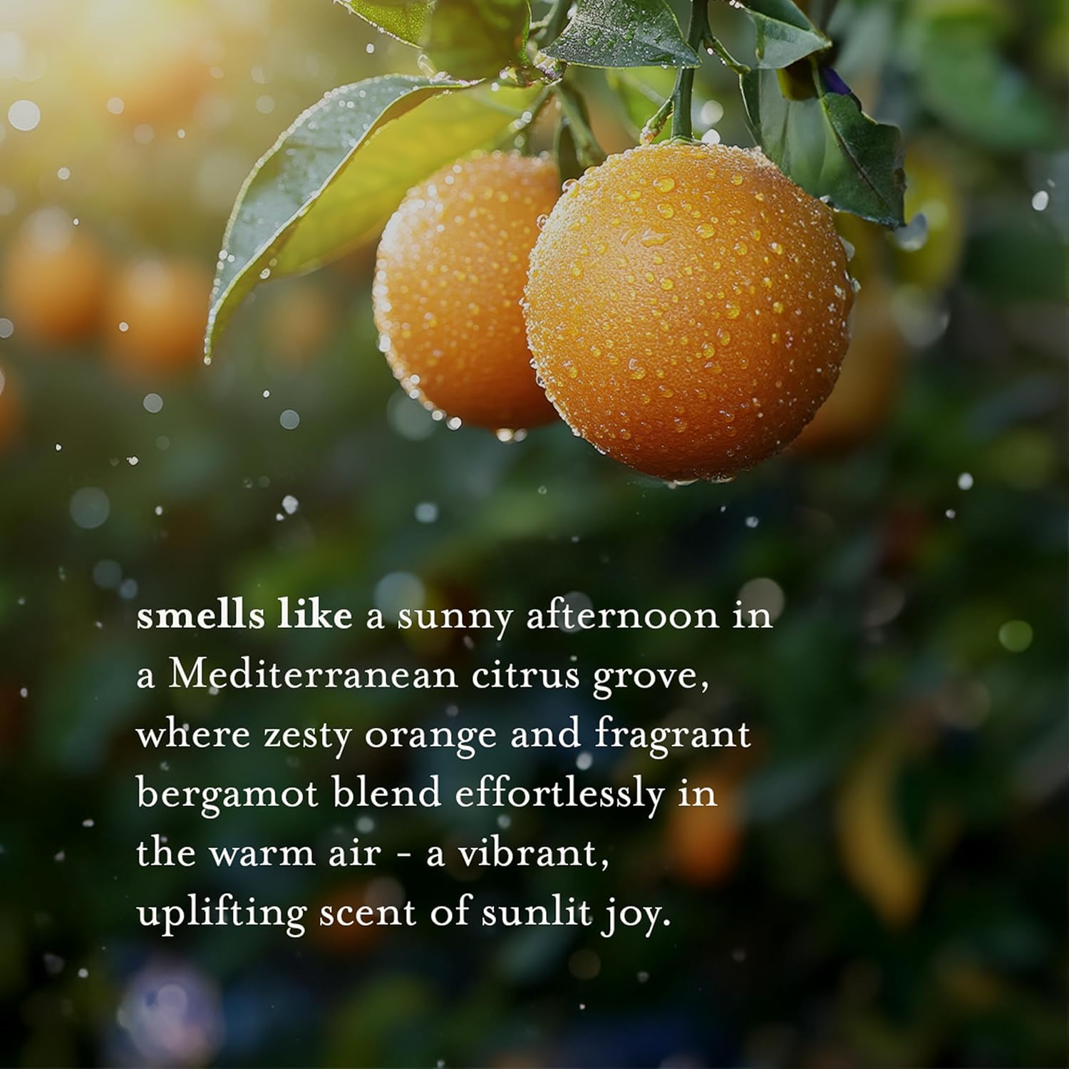 A LA MAISON Orange Bergamot Body Wash 25.36 Fl Oz, 2 Pack - Image 3