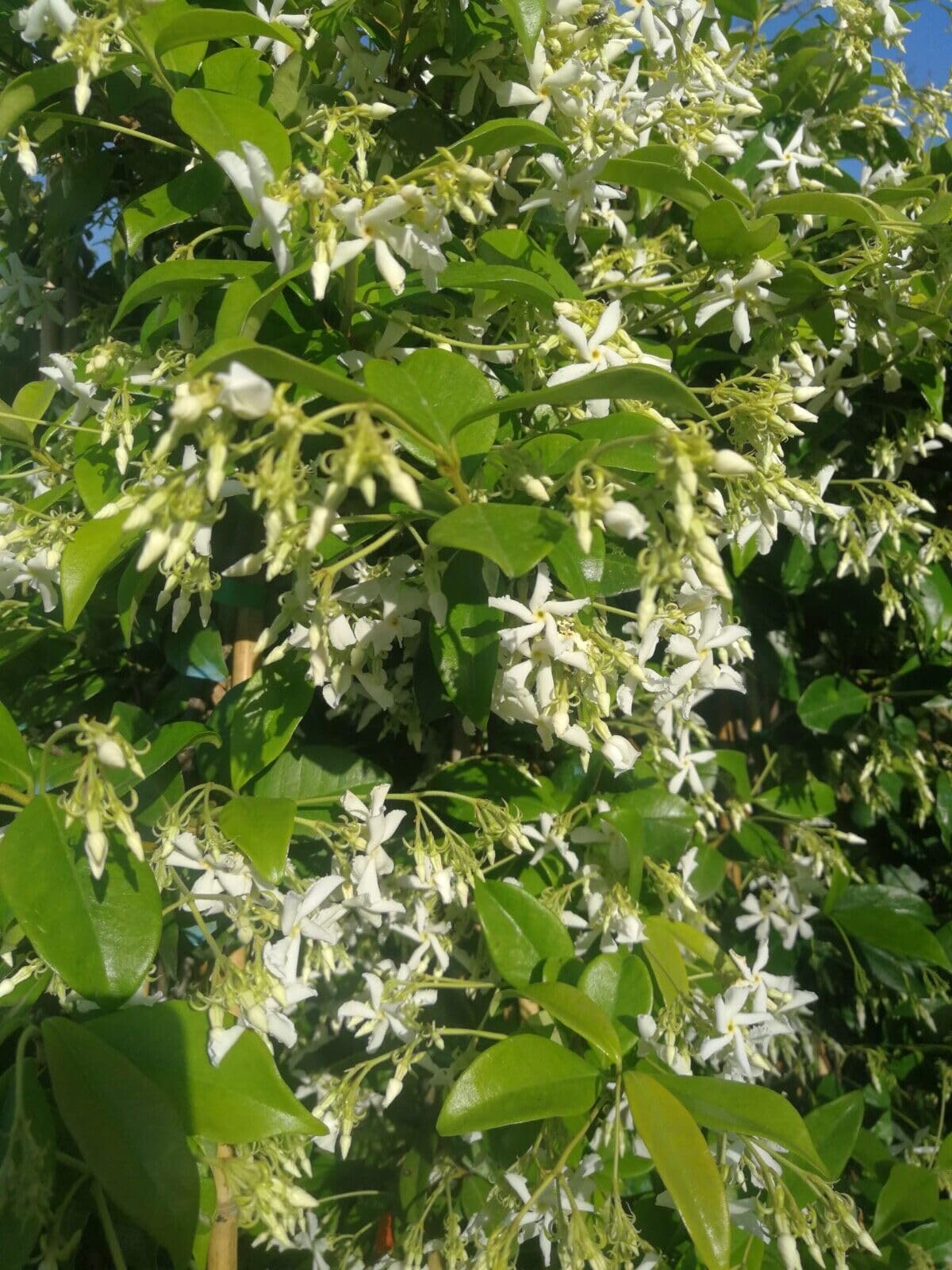 Gelsomino Rhyncospermum, falso gelsomino, vs18 quadrato, fiore bianco profumato