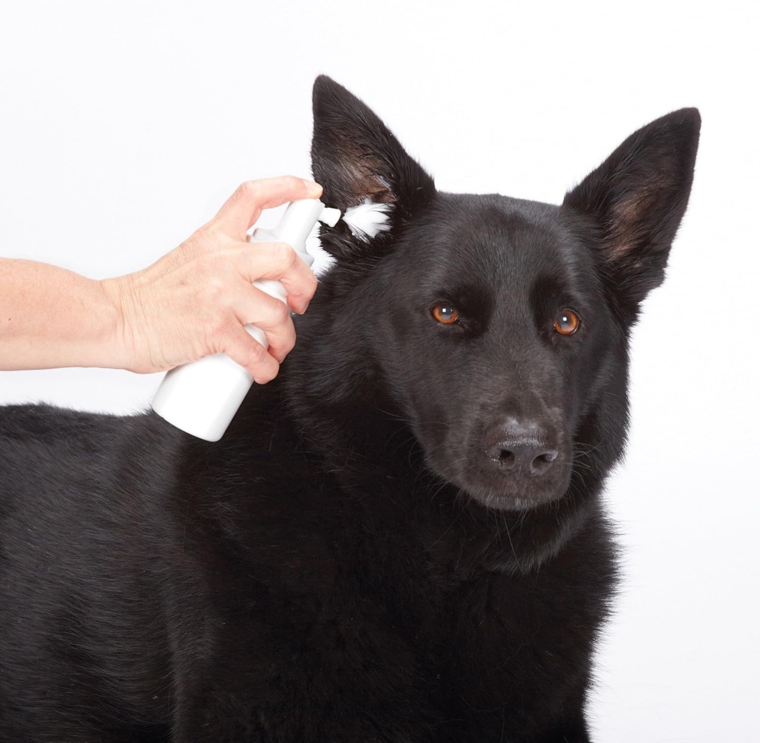 Top Performance ProEar Alcohol-Free Cleaners — Versatile and Effective Solution for Cleaning Dog and Cat Ears, 16 oz. : Pet Ear Care Supplies : Pet Supplies