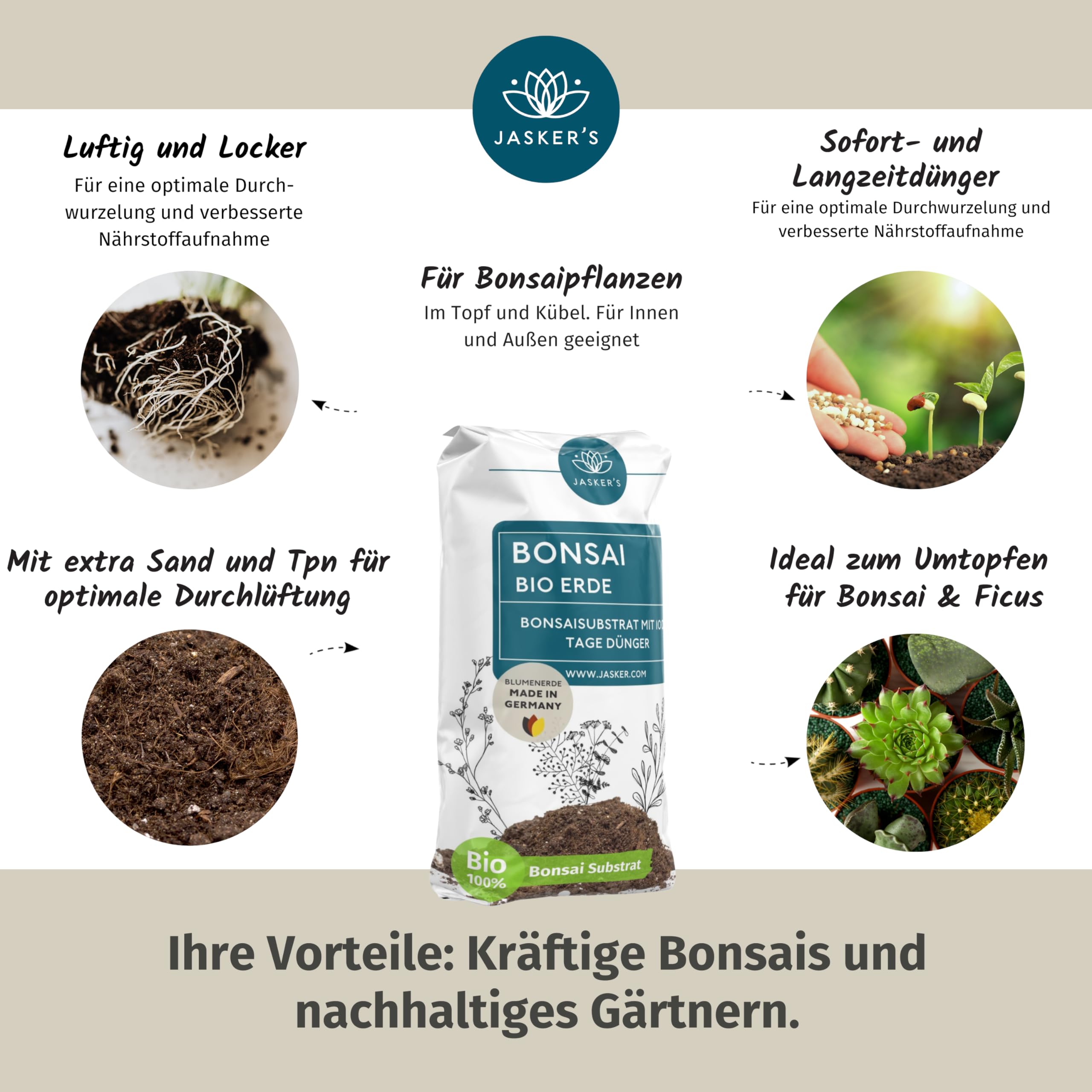 ist ficus ginseng ein bonsai Ficus Ginseng