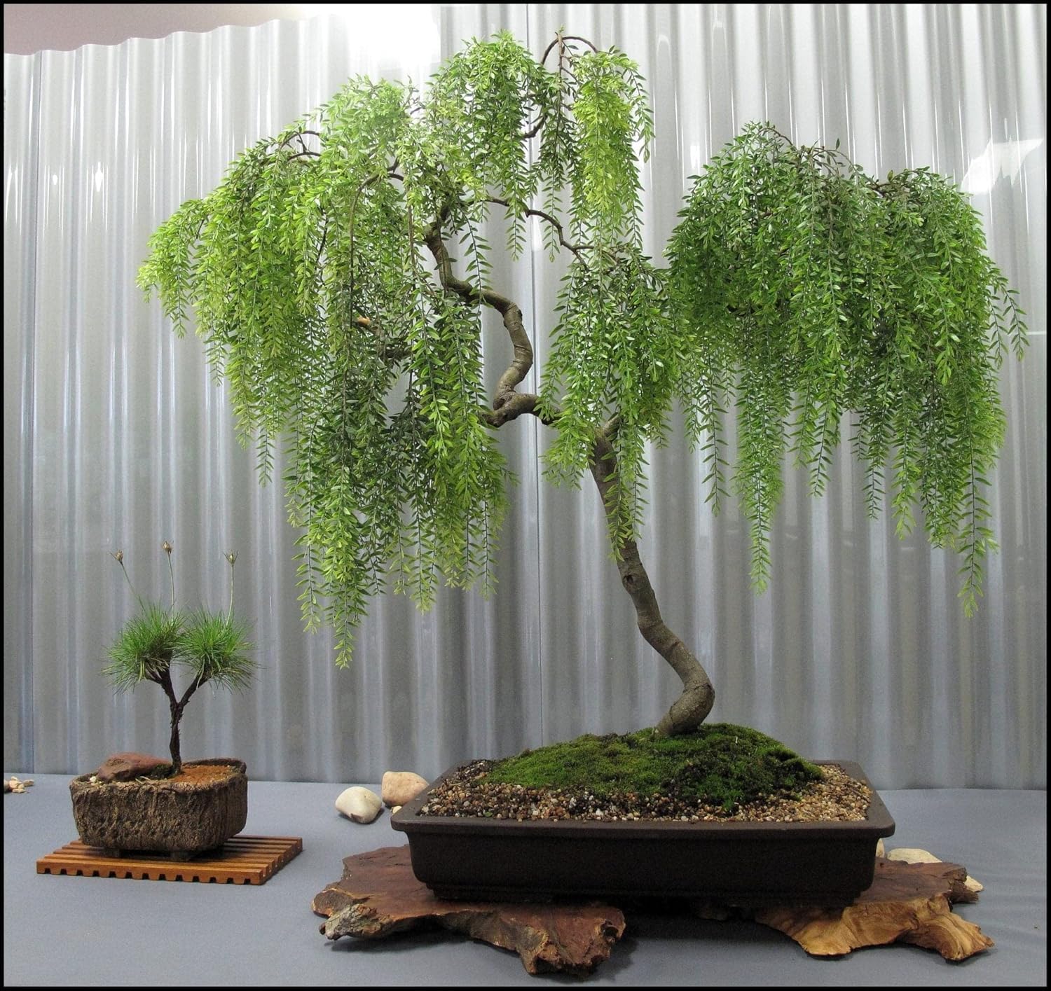 2 Miniature Weeping Willow Tree Cuttings to Grow - Stunning Weeping Branches are a Sight to See - Fast & Easy to Grow - Perfect for Indoor Pots or Outdoor Gardens, Unique Bonsai Gift for Gardeners-image-49