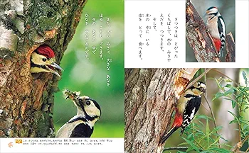 1 くちばしと どうぶつの は (教科書にでてくる 生きものを