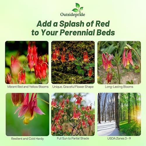 Miniatura 2 de Outsidepride Aquilegia Canadensis - Flor roja oriental - 2000 semillas