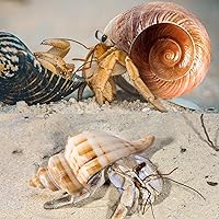 Vista 3 de Conchas de cangrejo ermitaño Turbo Shells 12+pcs Surtido Turbo Shells Handpicked Hermit Crab House, mediano grande, JXX03