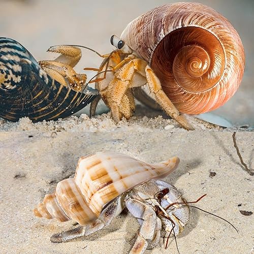Miniatura 4 de Conchas de cangrejo ermitaño Turbo Shells 12+pcs Surtido Turbo Shells Handpicked Hermit Crab House, mediano grande, JXX03