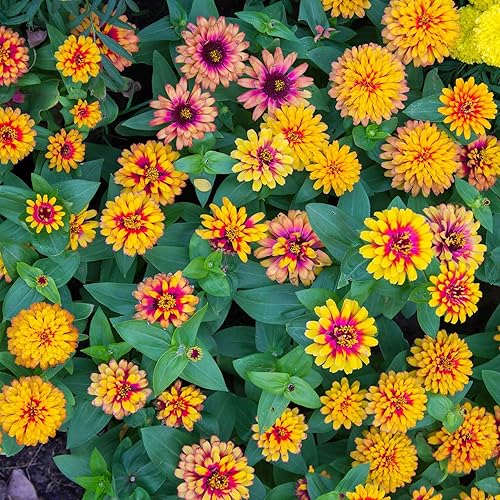 Miniatura 119 de Eden Brothers - Semillas de zinnia, cactus con flores, sin OMG, plantar en primavera, paquete, flores de bajo mantenimiento, zonas 3, 4, 5, 6, 7, 8
